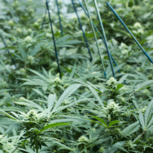 cleanroom cultivated cannabis